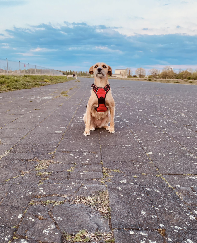 Tempelhofer Feld